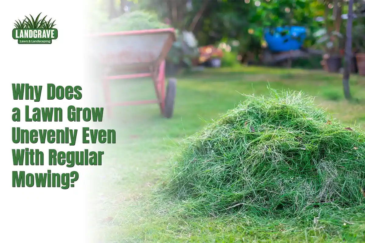Why Does a Lawn Grow Unevenly Even With Regular Mowing?